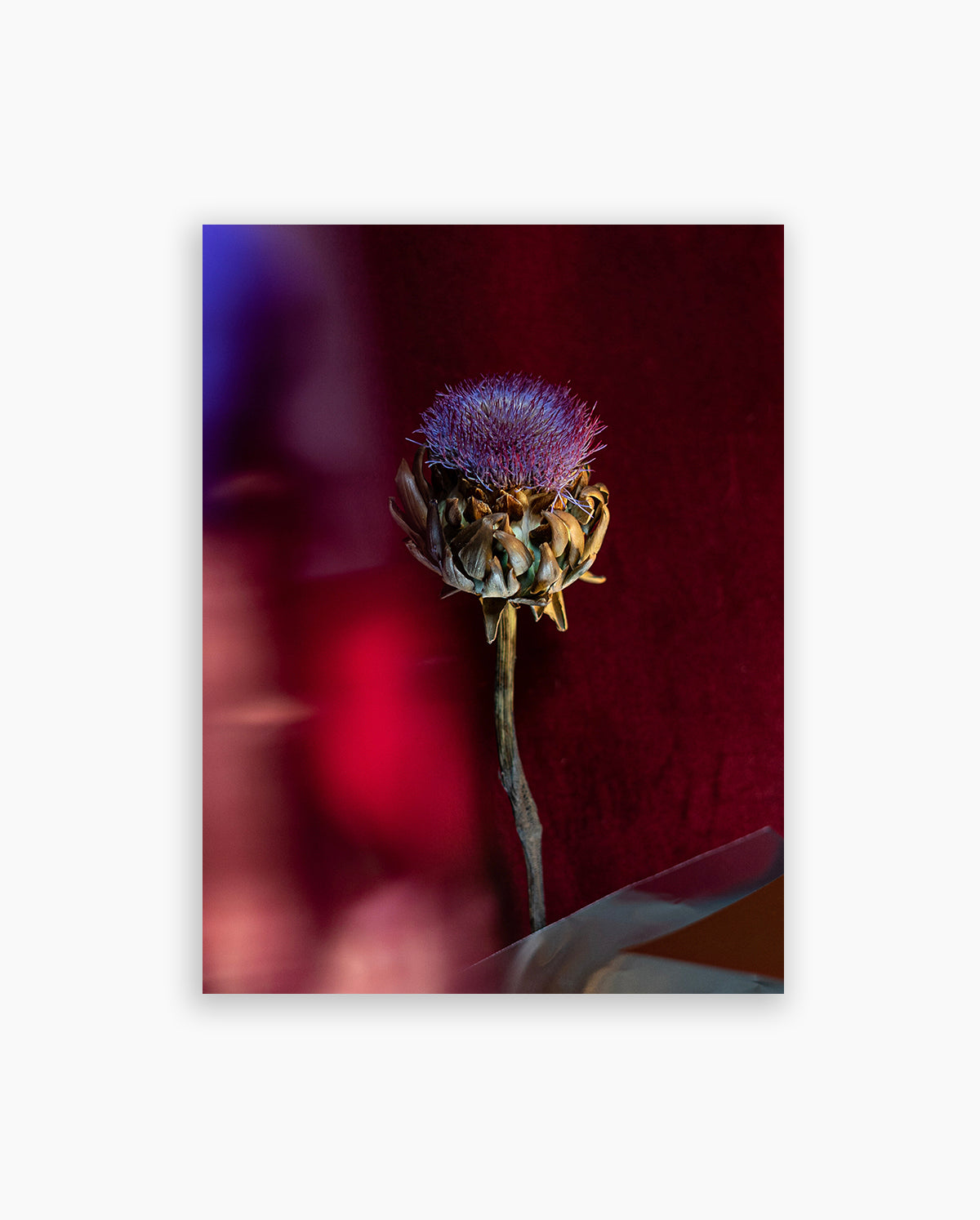 'Velvet Flower'. Amsterdam, 2022